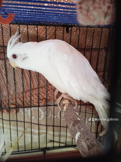 ino red eyes hand tame and in zero bite cocktail for sale