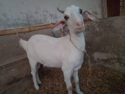 dwarf tedy gulabi bakri for sale