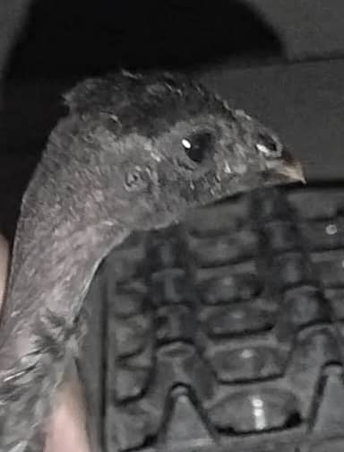 Dragon Indian Aseel chickes