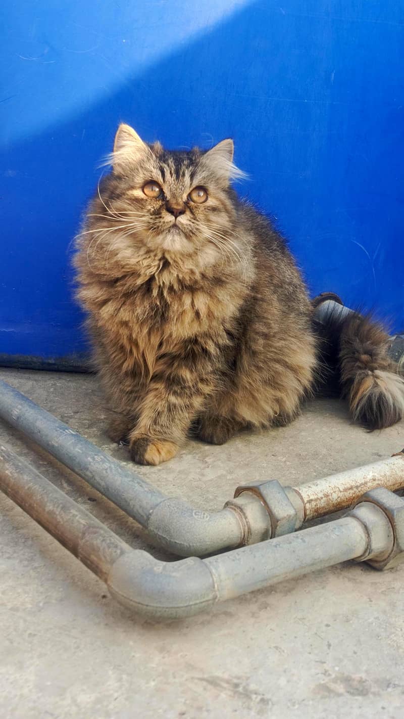 persian cat 0