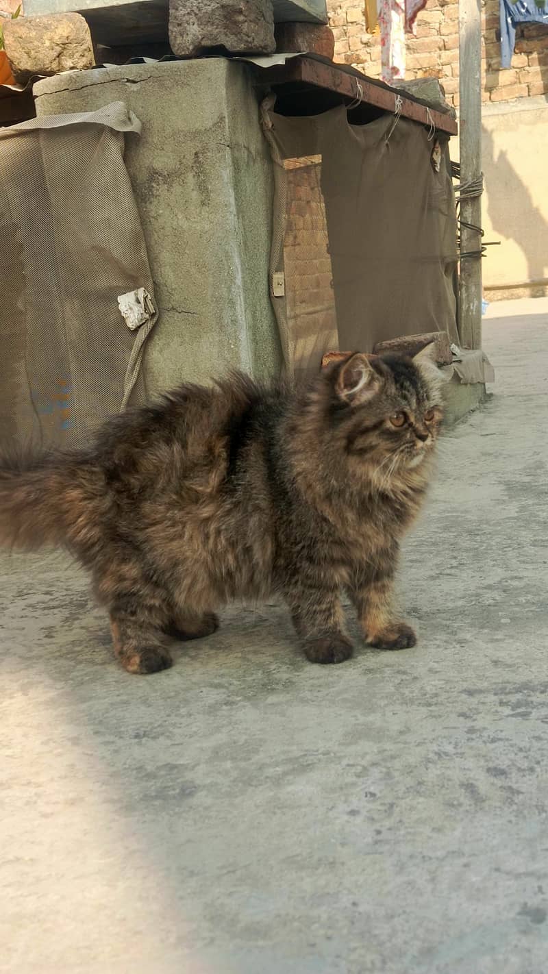 persian cat 1