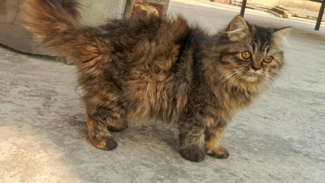 persian cat 3