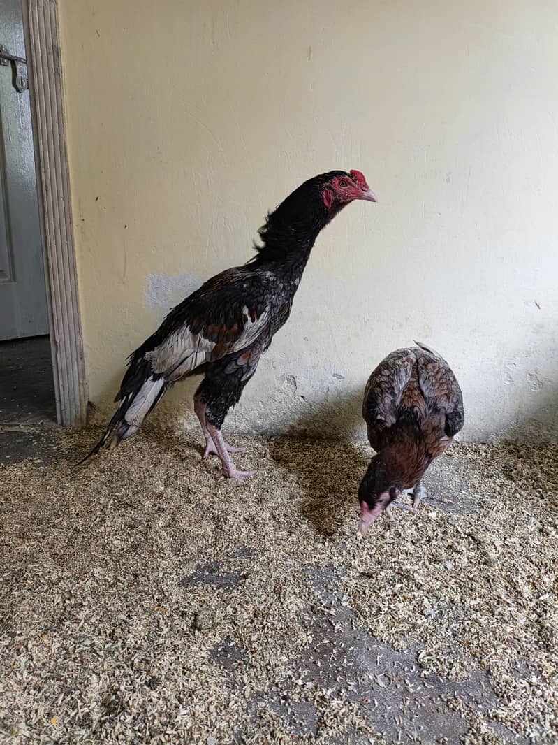 Zer dum Thai High quality 03435635876 0