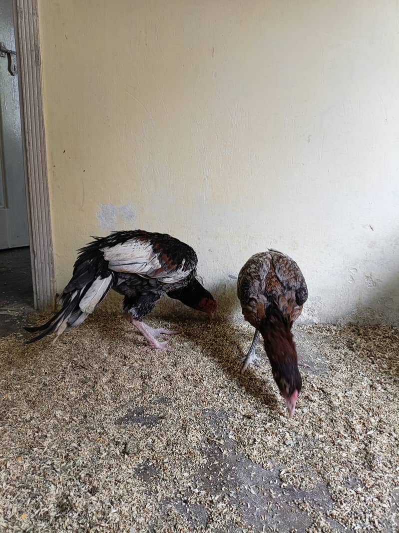 Zer dum Thai High quality 03435635876 2