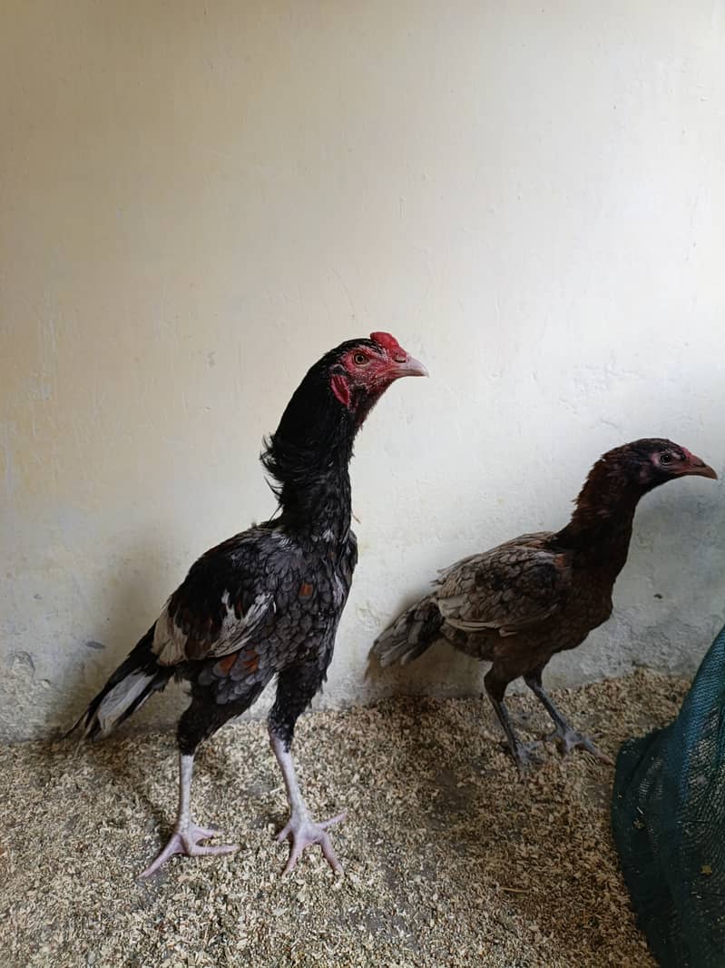 Zer dum Thai High quality 03435635876 3