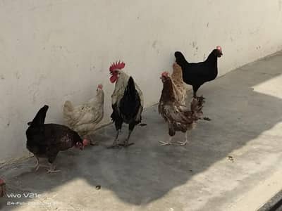 1 murga with 5 murgi for sale