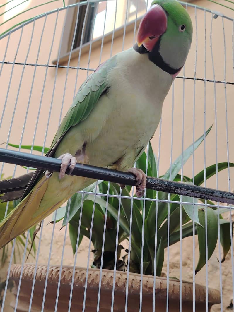 Parrot 1