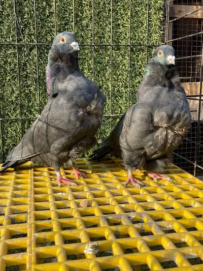 Black Chinese Owl Double Flower Breedair Pair Pigeon
