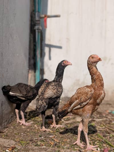 4 mianwali quality patha available Whatsapp : 03159640025