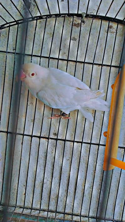 albino red eyes breader male
