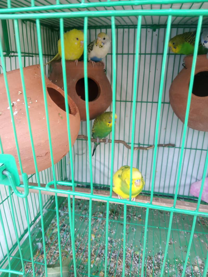 budgies pair 0