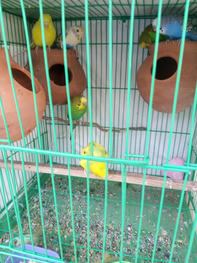 budgies pair 1