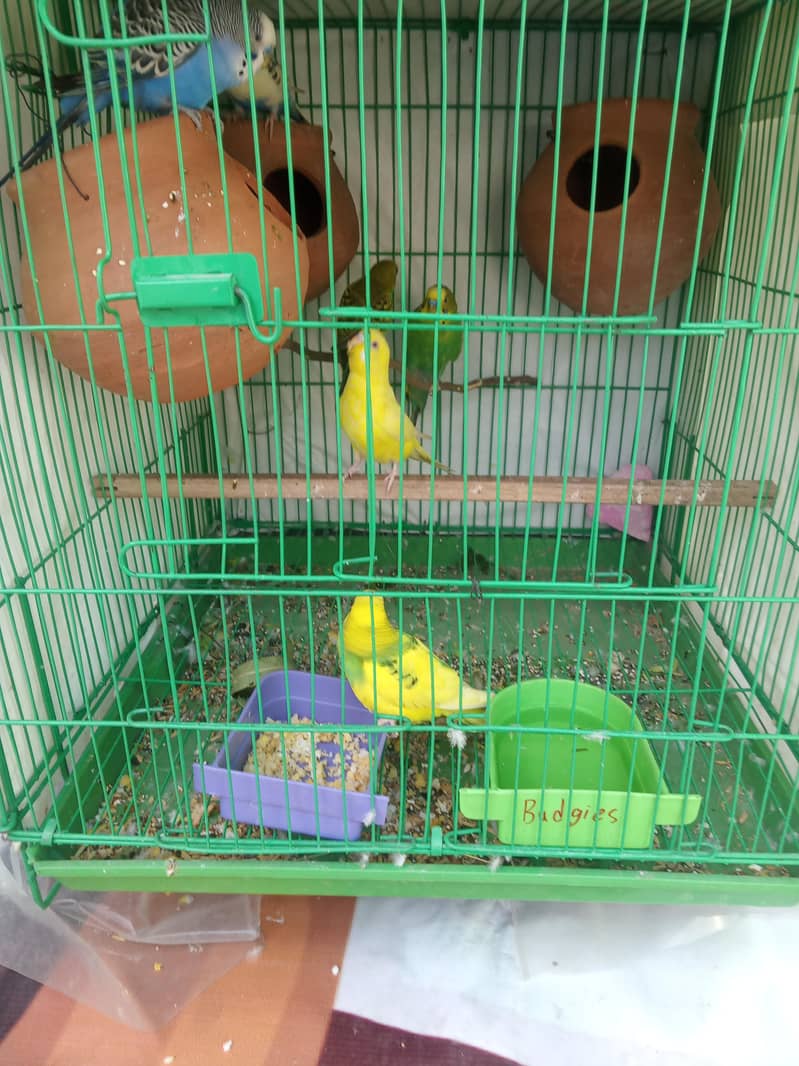 budgies pair 3