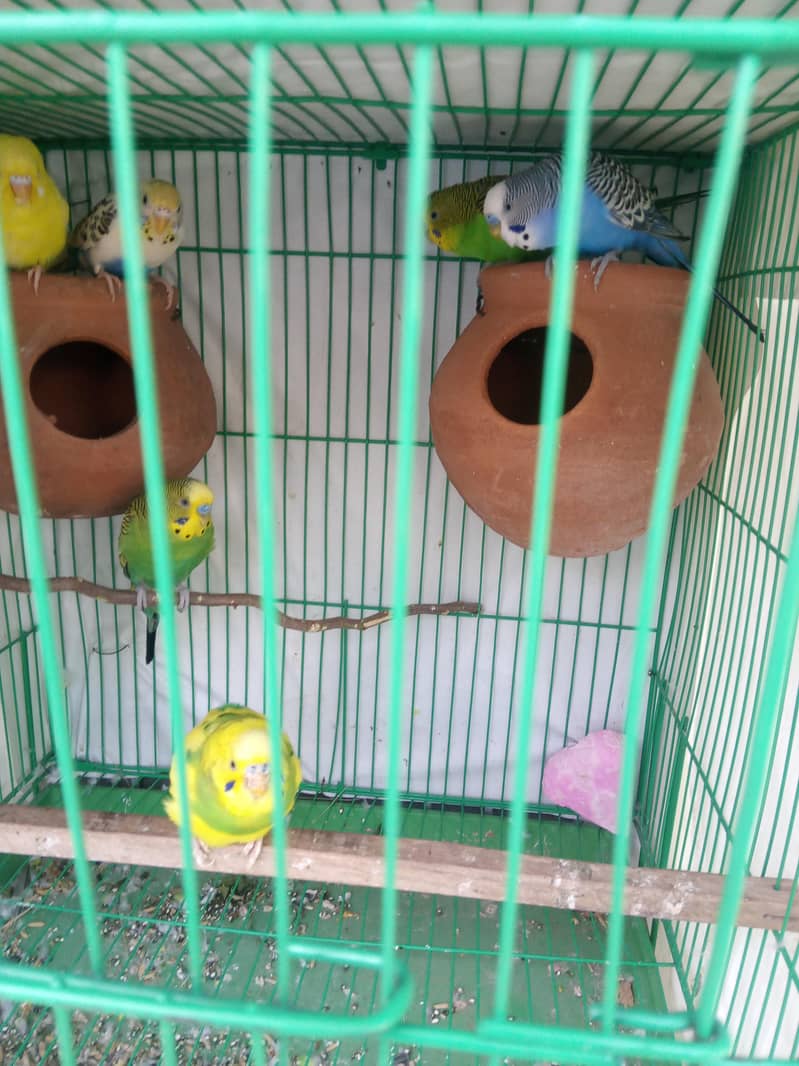 budgies pair 4