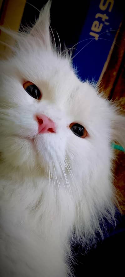 doll face male cat Persian. .