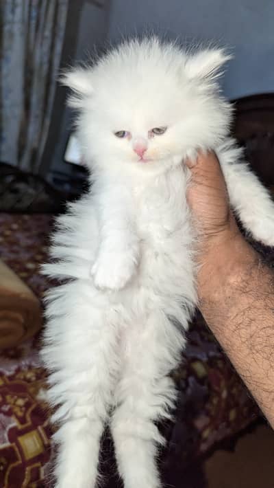 Extreme Furr quality kittens . .