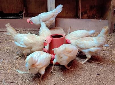 White layer hens females murgiya