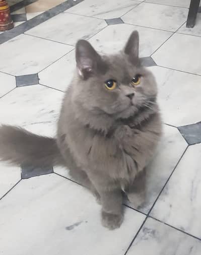 Cat | British Long hair Cat | British Cat / Kittens For Sale