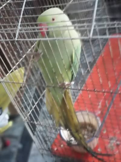 Green parrot for sale