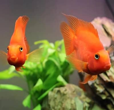 parrot fish , albino Oscar , pacu , gaint gourami and polar parrot