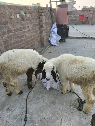 qubani k lie chatry 2no male ha achy sehat mand ha need money