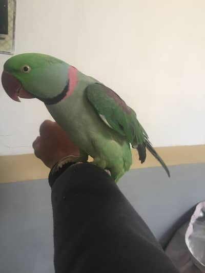 Raw parrot urgent for sale only serious buyers contact 03335304414