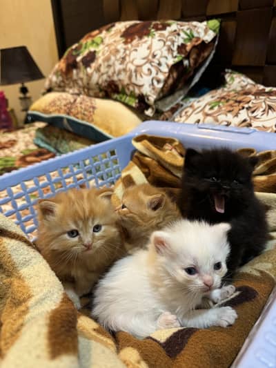 Pure Persian Kittens male and female – Booking Open