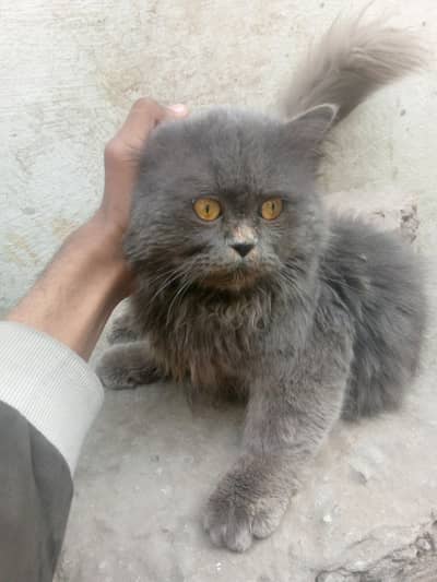 Persian cat for grey color