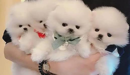 Pomeranian puppies 03101565438
