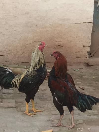 2 Aseel murgay  for sell