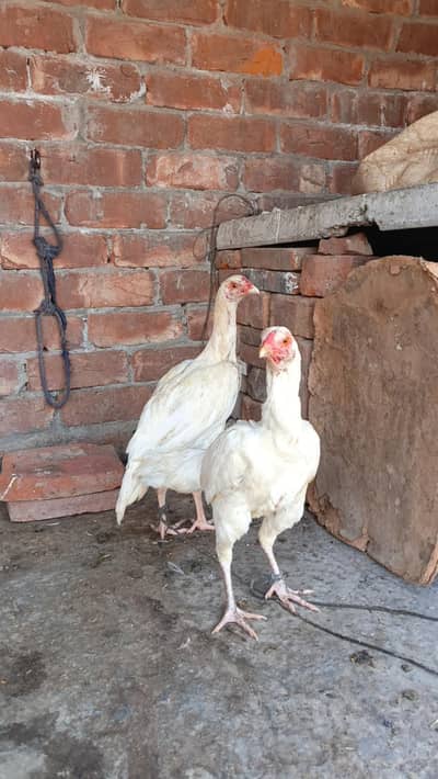 white Aseel patha pathi