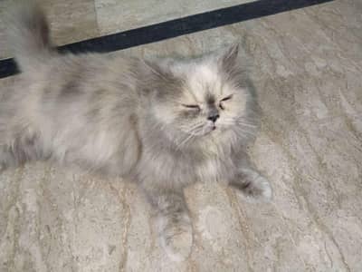 Persian cat for sale punch face  Vaccination karwai hwi hai