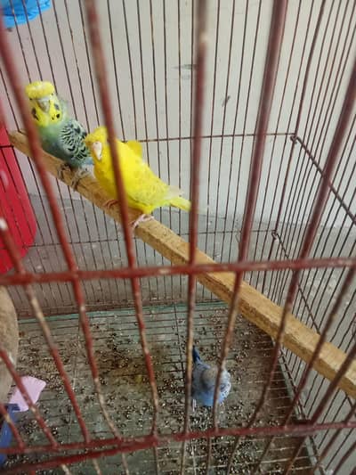 king size   breeder pairs