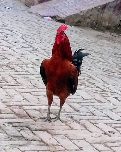 Golden Misri,Age 7 month