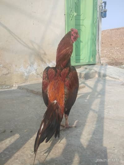 High Quality Mianwali peelay zehrila