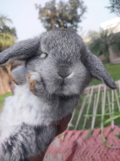 Holland lop bunny baby grey neat quality