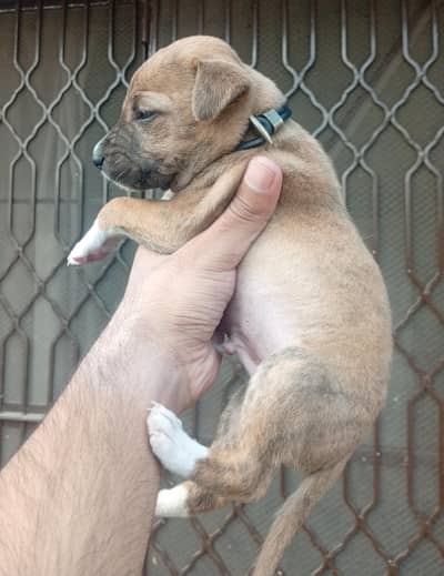 Pakistani Bully (Bully Kutta) Puppy – Quality Bloodline