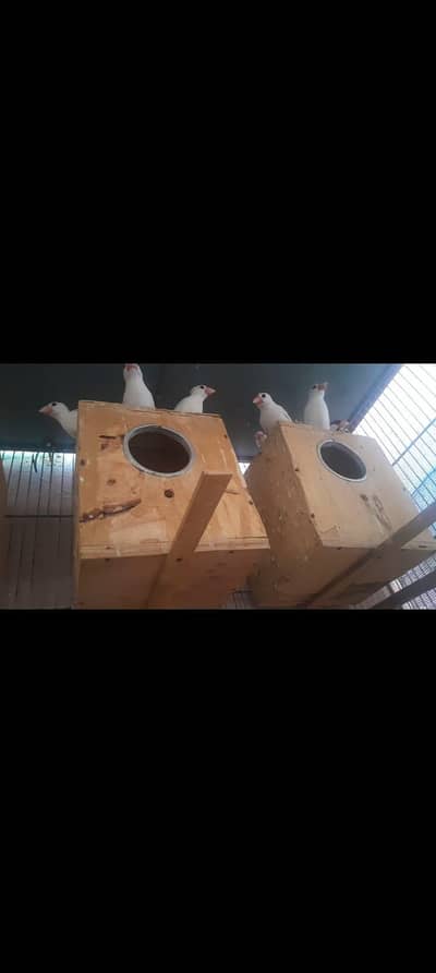 5 pair white java with cage for sale