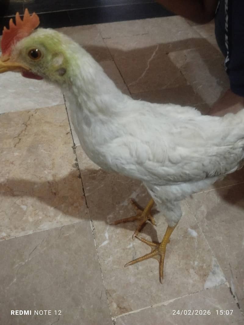 Chicken 0