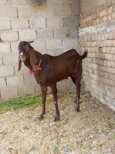 bakra for sale