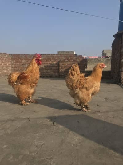 Golden buff eggs lying ha price 10k 03254013009