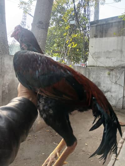 Aseel | Murga bnd gadhi