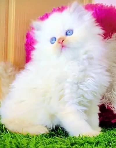Persian female kitten for sale Persian 03421096102 Whatsapp number