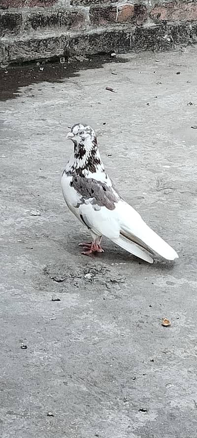 sharazi pigeons