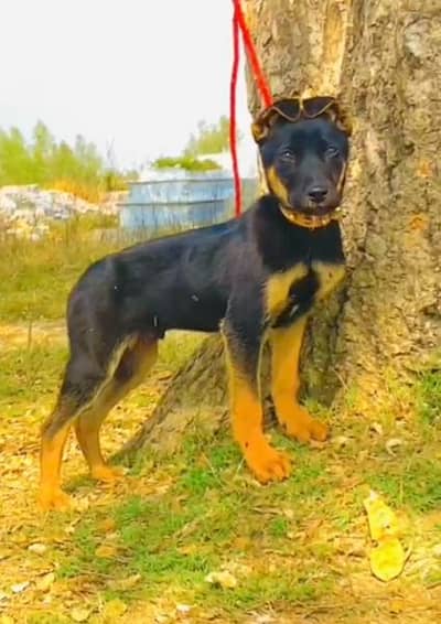 Alsatian bigyari mail 3 month for sale active  fully security dog