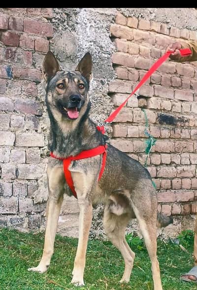 paver Alsatian bagiyadi full security dog male for sale available