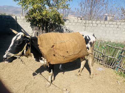 دو  ہفتہ کی سوہی ہوہی گائے