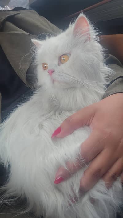 persian cat