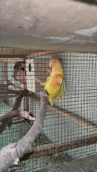 orange hood opline rosicoli with chick's and bujri pairs with eggs