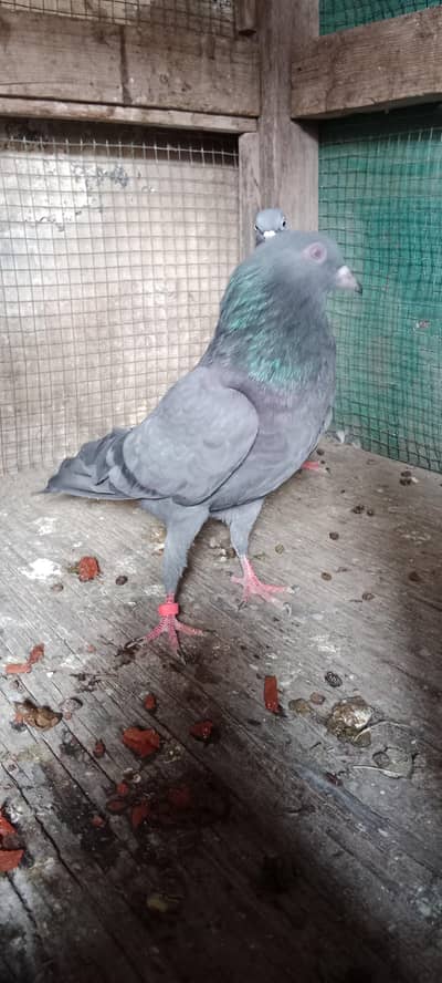 best highflyer breeder pair for sale